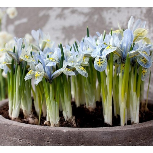 Iris Botanical Katharine Hodgkin